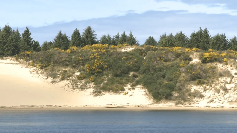 Scotch broom planted to stabilize Oregon dunes now threatens coast, volunteers race to cut