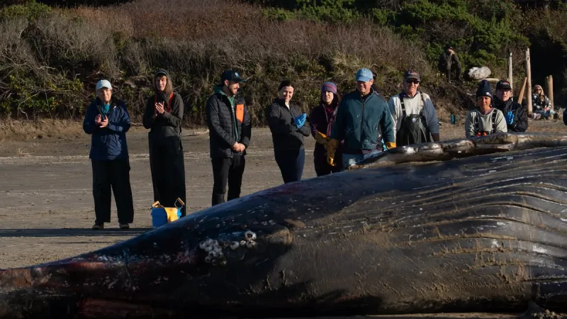 Siletz tribal members to host event to honor whale that washed ashore last fall in Yachats