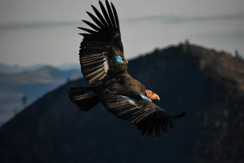 Good Morning, News: Supreme Court Okays Racist Gerrymandering, Early Results in California Governor's Race, and Lots of Local Bird News