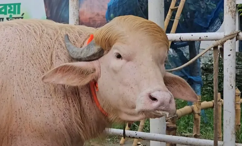 Good Morning, News: Oaks Park Invites Names for New Ride, Donald Trump Buffalo Looks Like More Beautiful Version of US President