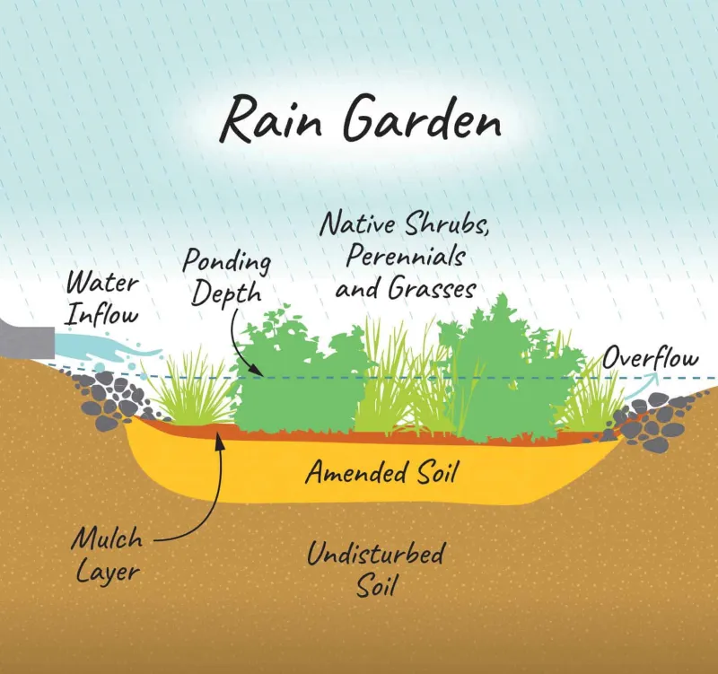 How to Design a Rain Garden