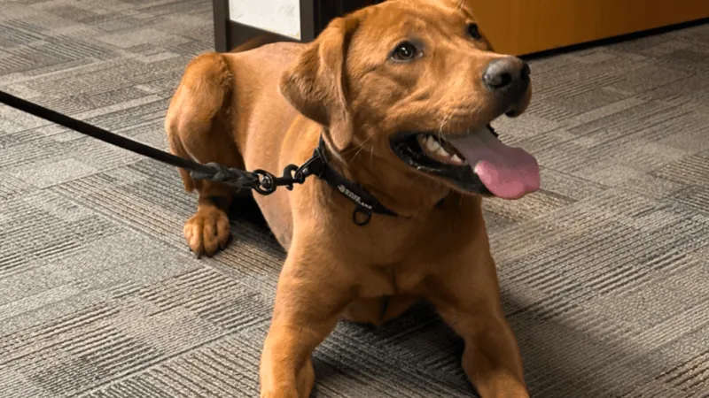 Oregon State Police invites Oregon youth to help name new Fish & Wildlife K-9