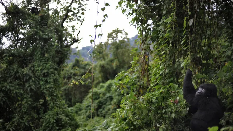 A park famed for rare gorillas gears up to fight Ebola and protect its primates