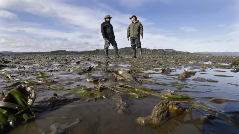 Washington oyster farmers say 'vibrocompaction' may help control ghost shrimp