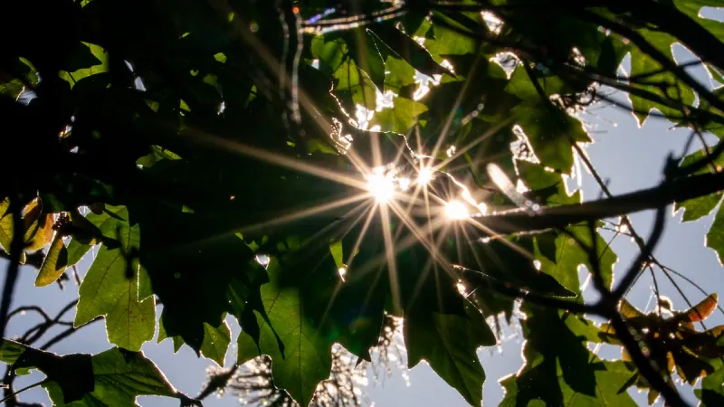 OPB's First Look: Heat wave on the horizon