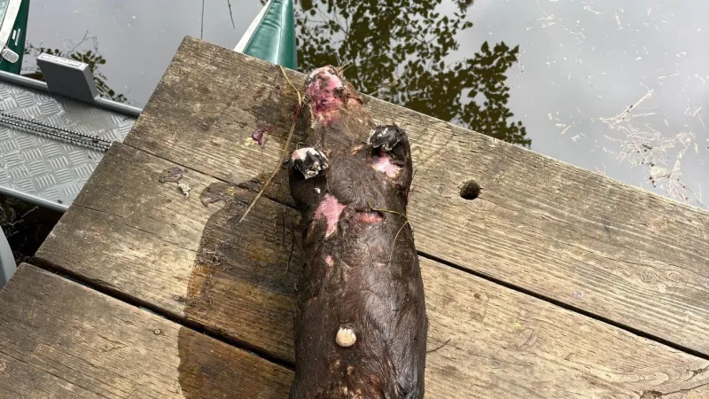 Police seek public's help after otter shot in Lincoln County pond