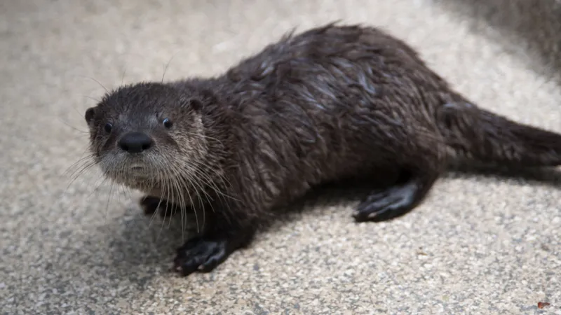 Tips sought in killing of river otter in Lincoln County