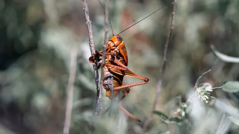 Mormon cricket swarms cause a stink in Lake County -- sort of. But so far, they're not a big problem