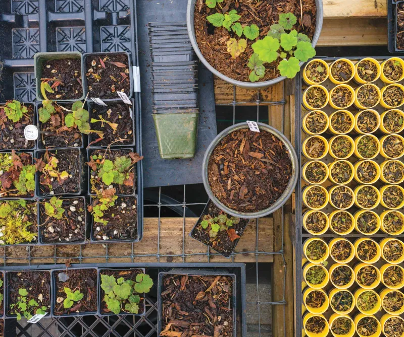 How Native Plants Are Transforming Oregon's Urban Landscapes