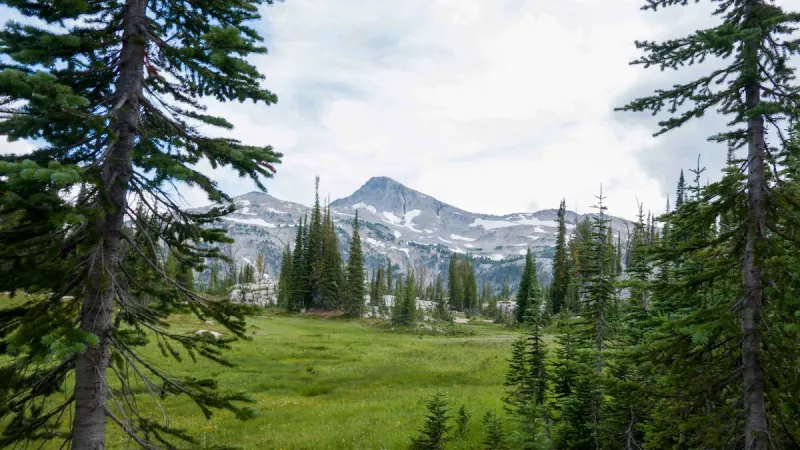 Trump administration to propose tripling logging in Blue Mountains forests