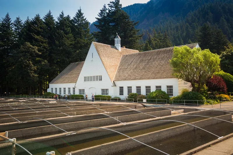 Oregon's Largest Fish Hatchery Has Leaping Salmon, a Giant Sturgeon, and More Than a Million Visitors a Year