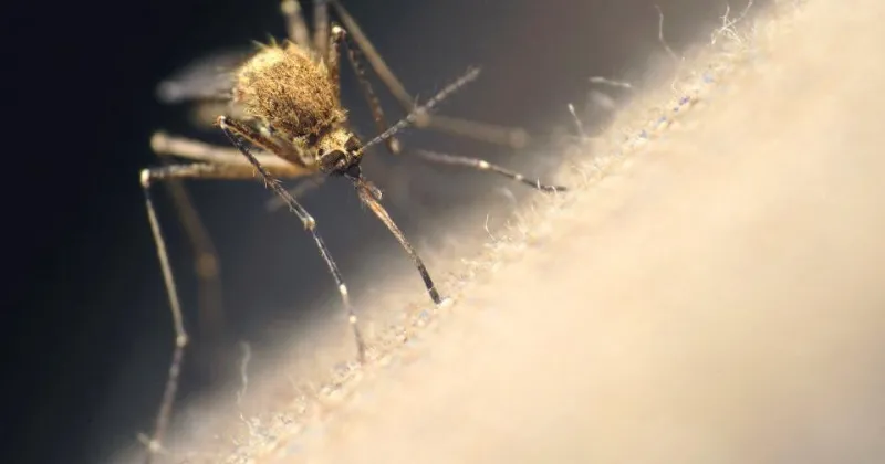 Why is Malheur County battling mosquitoes early this year?