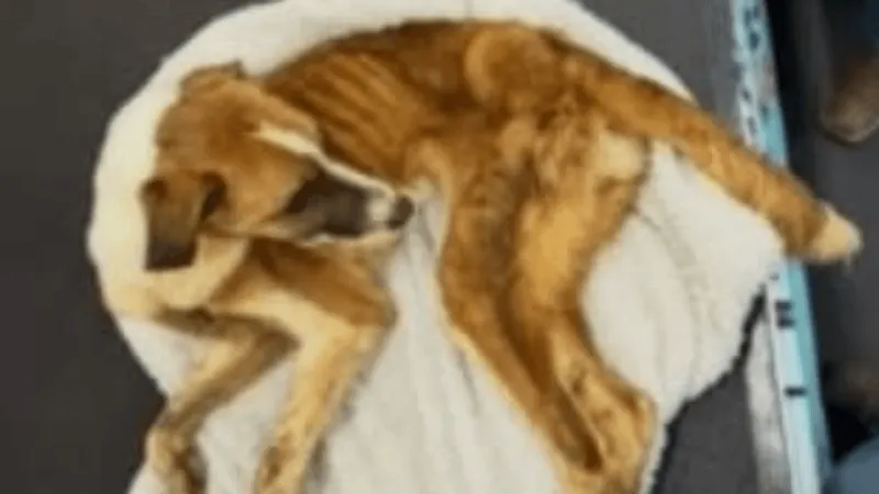 Coos County sheriff seeks owner after dog found abandoned in crate on Libby Lane