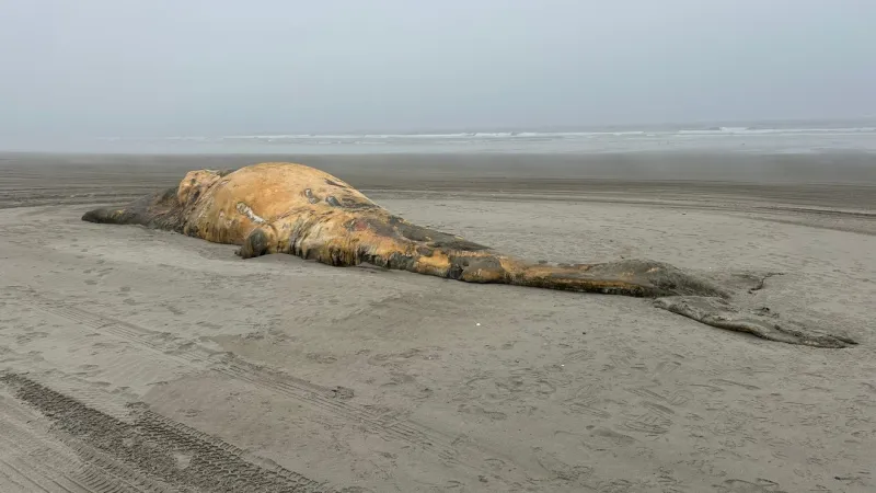 Gray whale carcass washes ashore in Gearhart on Oregon coast