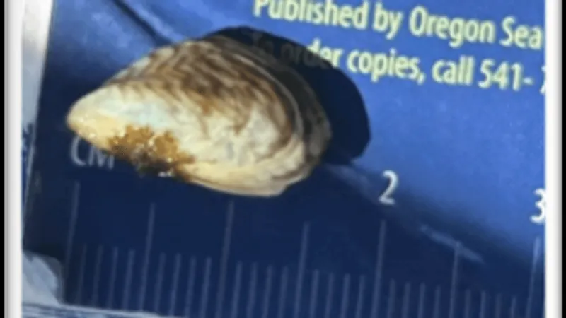 ODFW coordinates rapid response after quagga mussel found at Prineville Reservoir