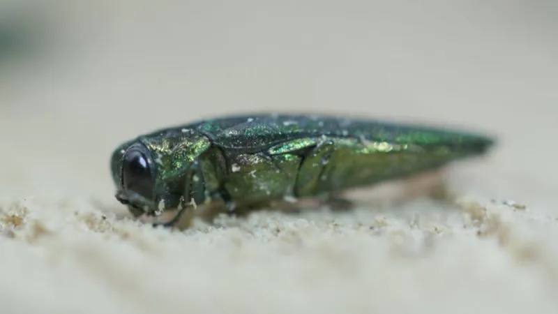 OPB's First Look: Emerald ash borer infestation spreads