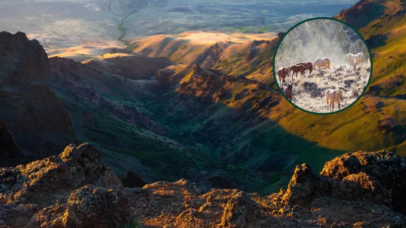 Oregon's Highest Road Has Reopened for Summer With Wild Horses and Jaw-Dropping Desert Views