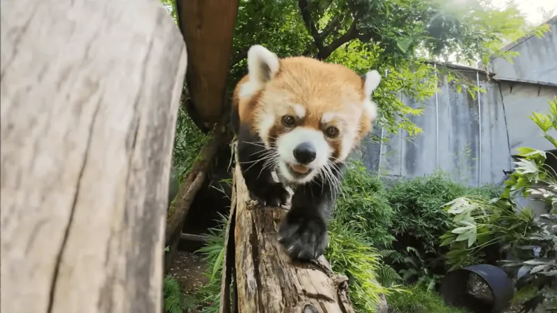 Liu makes two! 2nd red panda joins Oregon Zoo family