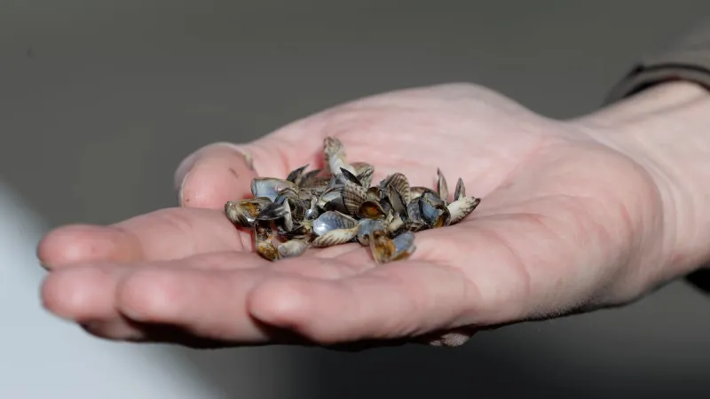 Invasive quagga mussel found on Central Oregon reservoir shoreline