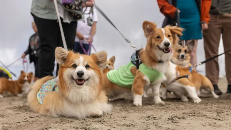 Corgis take over Seaside beach for fundraiser