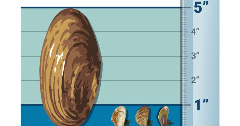 Quagga mussel discovery raises concern