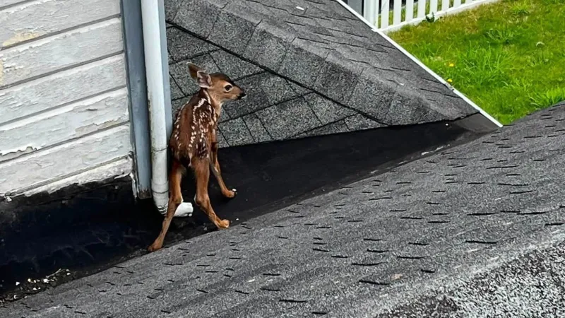 Fawn rescued from Astoria roof on Fourth of July, reunited with mother