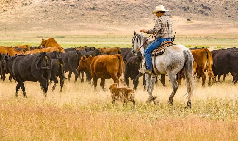 Radical Oregon Measure To Criminalize Hunting, Fishing, And Ranching Moves Closer To Ballot