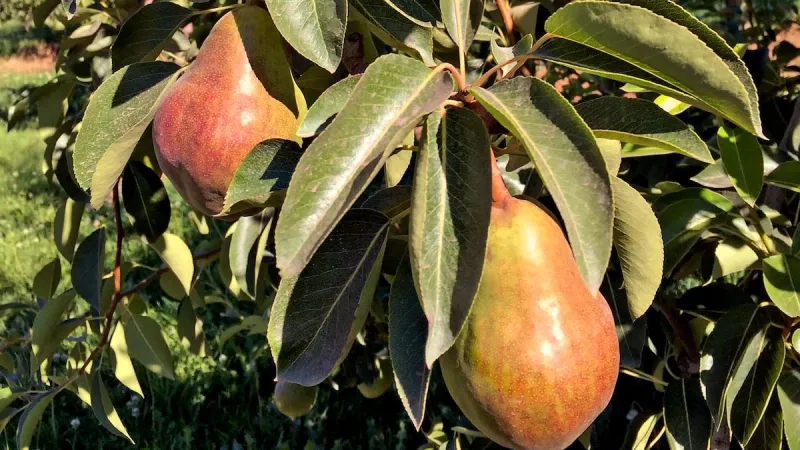 Oregon governor asks feds for financial aid following disastrous pear season