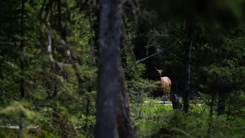 As Trump focuses on timber in the Blue Mountains, elk hunters fear habitat could diminish