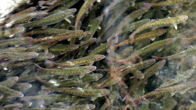 Oregon coast lawmakers push back on fish hatchery cuts