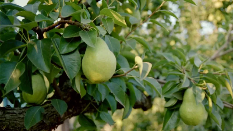 Economy, fruit prices and pest outbreak devastate Northwest pear industry
