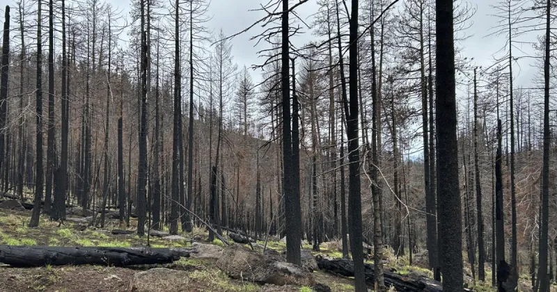 More than 635,000 seedlings planted across Malheur National Forest burn scars