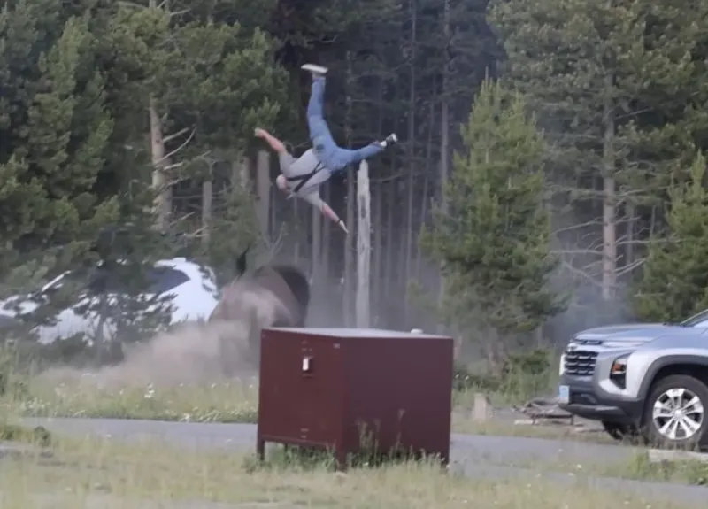 Video Shows Massive Bison Tossing Older Man Into The Air, Leaving Him Seriously Injured