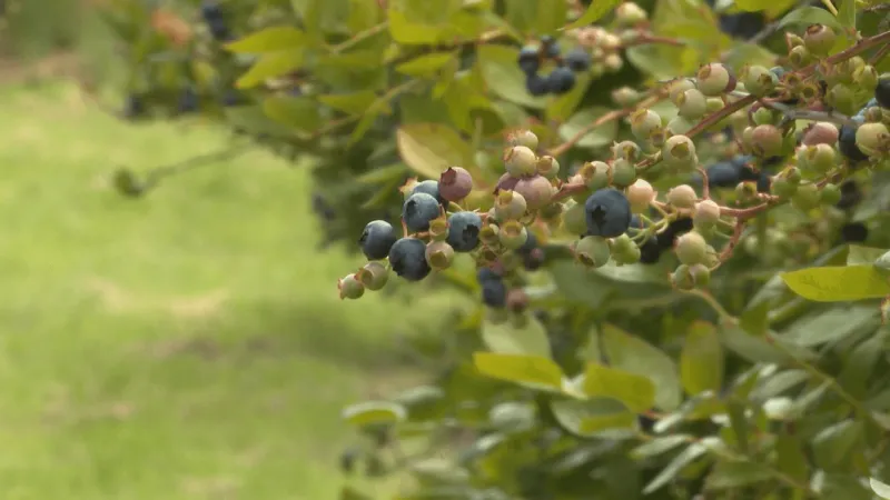Blueberry harvest season begins on Oregon's South Coast