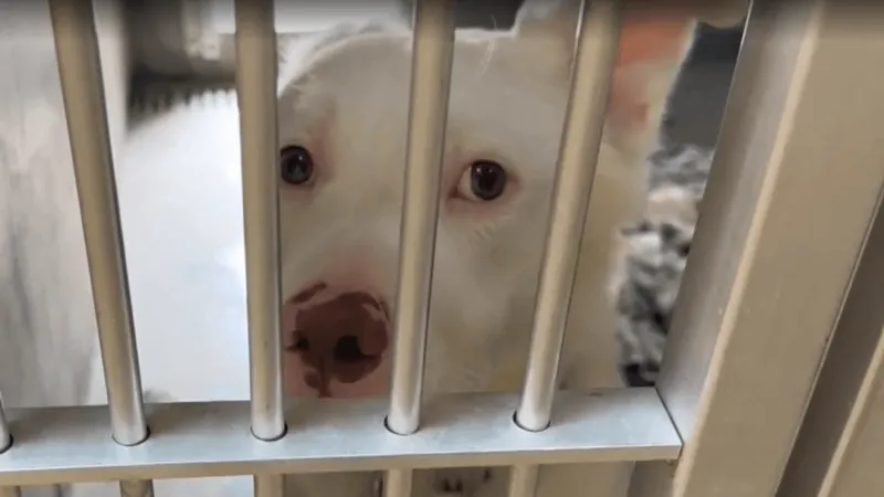 Saving Grace hosts Empty the Shelters week with reduced adoption fees in Douglas County
