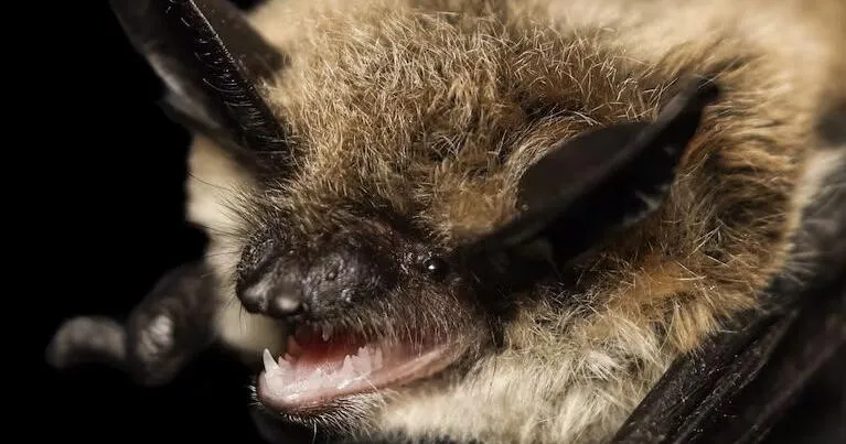 Two new cases of rabies identified in Douglas County bats