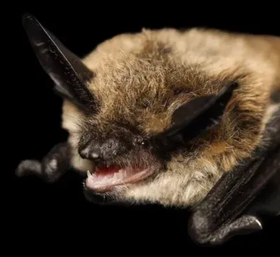 TWO ADDITIIONAL BATS INFECTED WITH RABIES INDENTIFIED IN DOUGLAS COUNTY