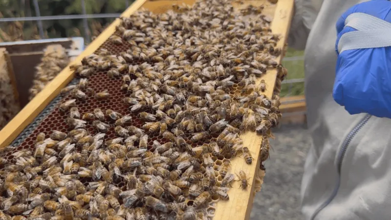 New apiary creates buzz for South Coast pollinators