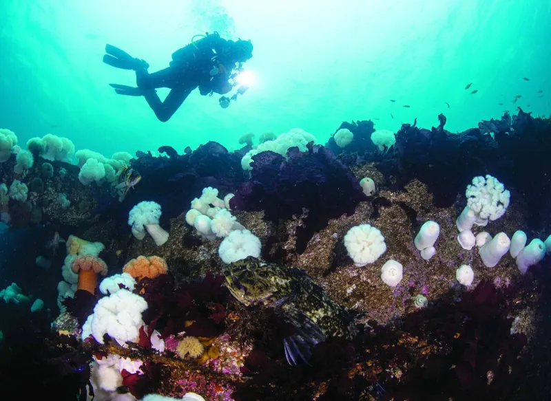 Best Scuba Diving Near Seattle in Edmonds Underwater Park