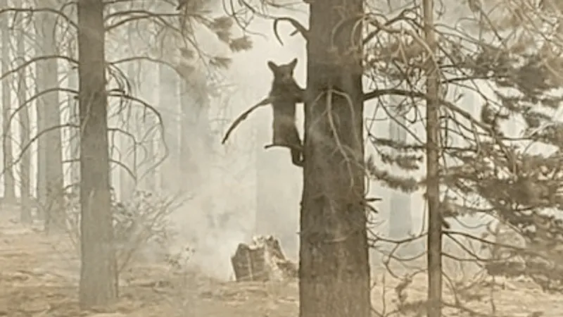 How to Support Oregon wildlife during fire season