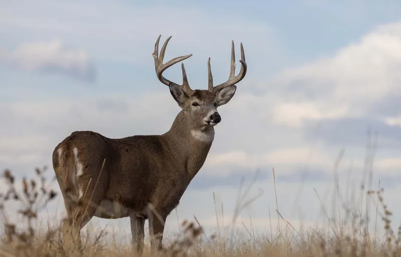 Radical Oregon Hunting and Fishing Ban Fails to Make the November Ballot