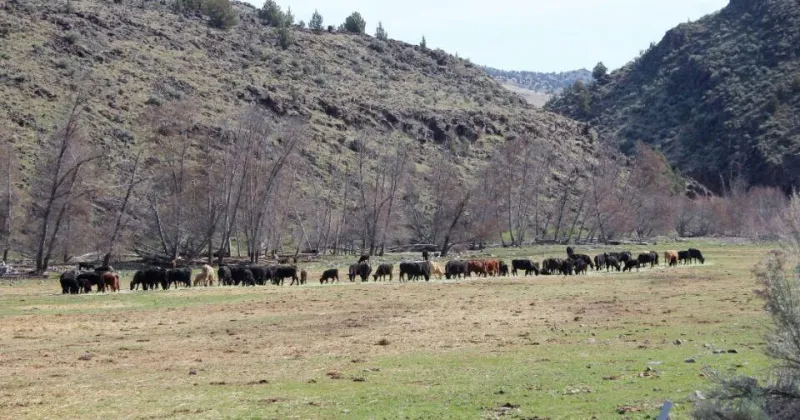 Oregon initiative that would have banned most killing of animals won't be on November ballots
