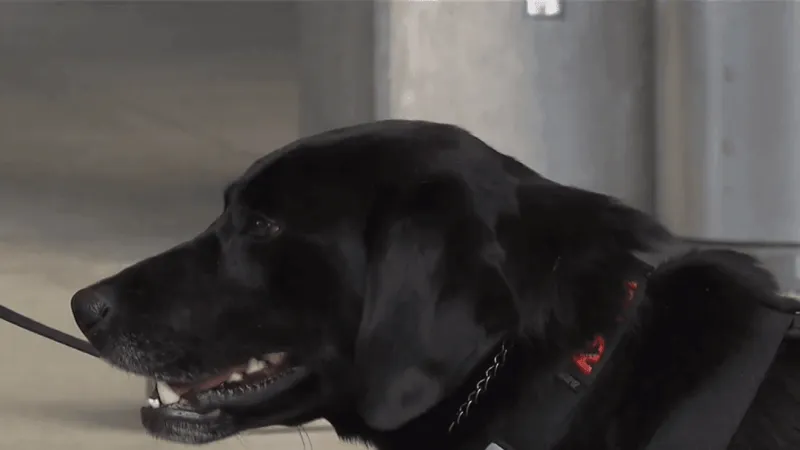 OSU welcomes K9 Tex, new bomb-sniffing dog focused on campus safety