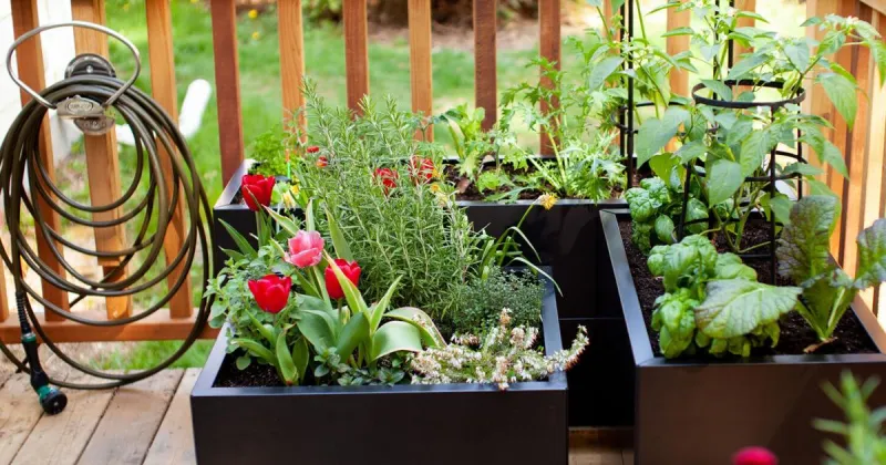 Use these 3 kitchen scraps to help your garden thrive