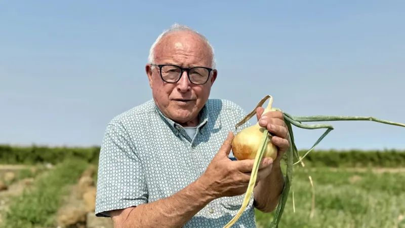'Nature's pretty cool': Local farm winds down Walla Walla sweet onion field as harvest ends