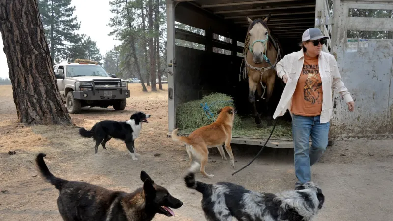 Oregon ranchers race to protect cattle from Grasshopper Fire