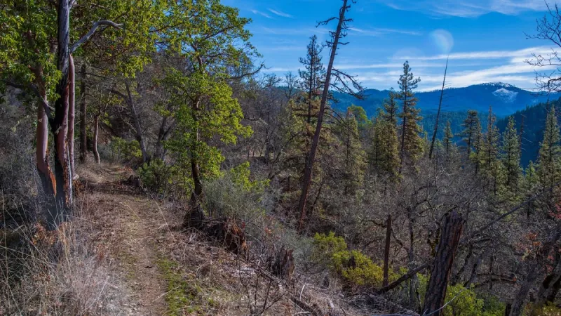Environmental groups fail to prevent logging project near Ashland