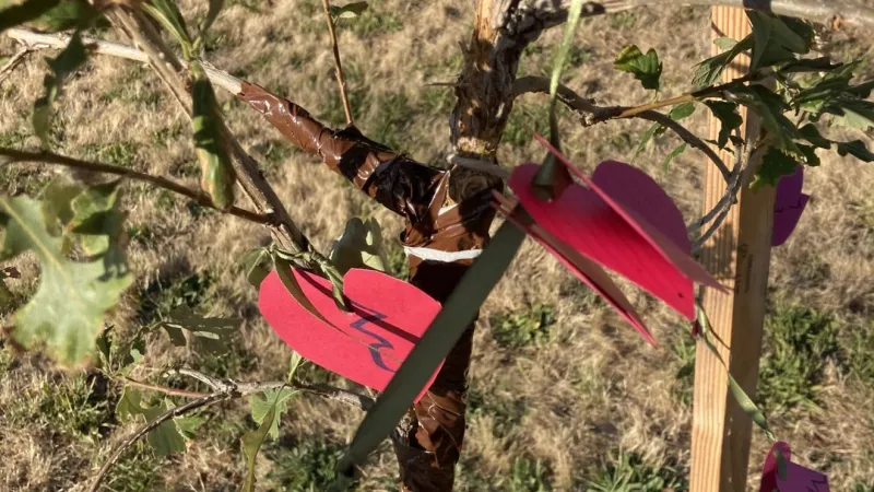 Trees vandalized near Petersen Park after similar incident in July