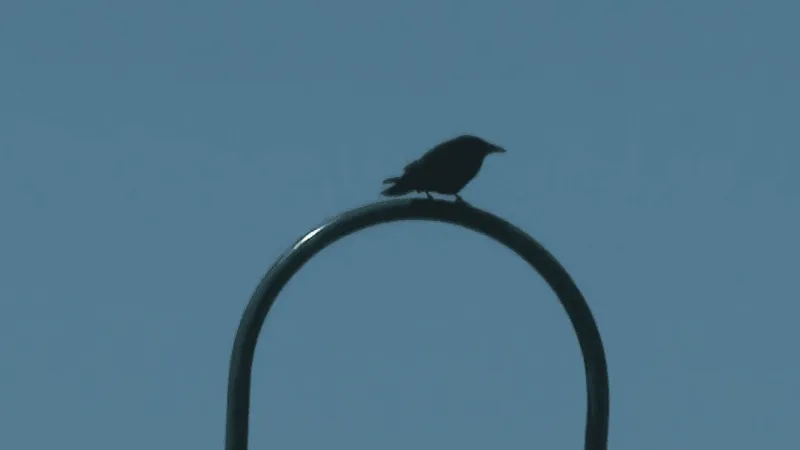 Bandon council advances proposal to prohibit feeding crows, final vote still ahead