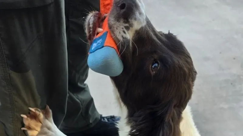 Douglas County Sheriff's Office retires longtime narcotics K-9 Trapper